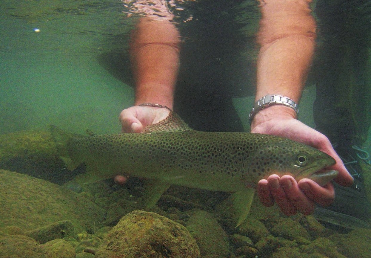 Ouverture truite : les 10 techniques reines - Peche et Poissons